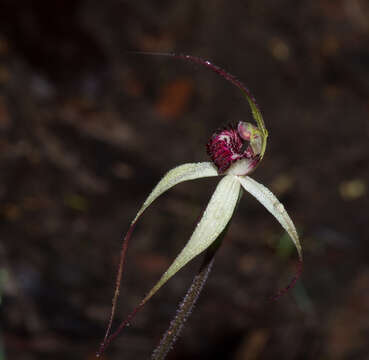 Image of Caladenia behrii Schltdl.