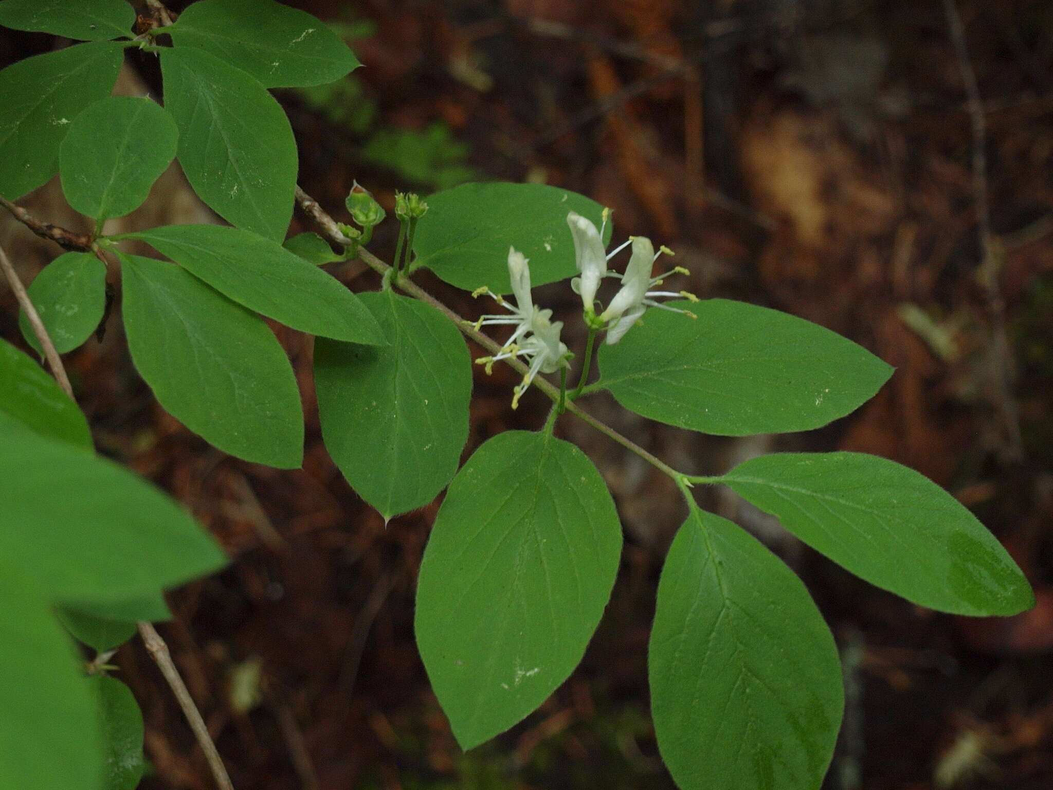 Слика од Lonicera utahensis S. Wats.