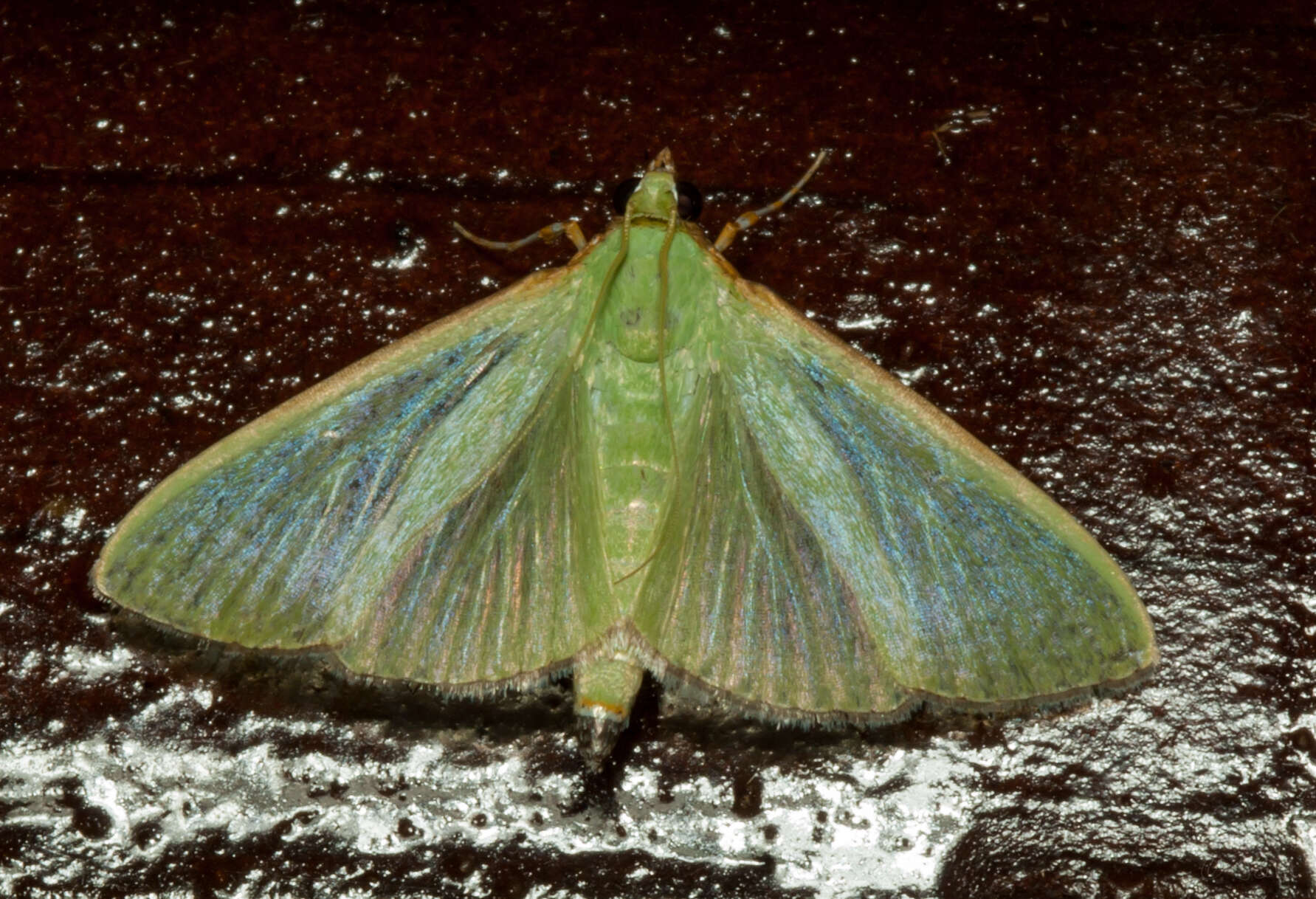 Image of Parotis prasinophila Hampson 1912