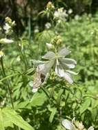 Image of white checkerbloom