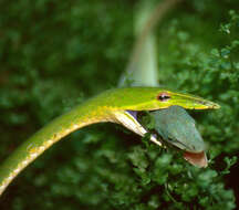 Image of Asian Vine Snake