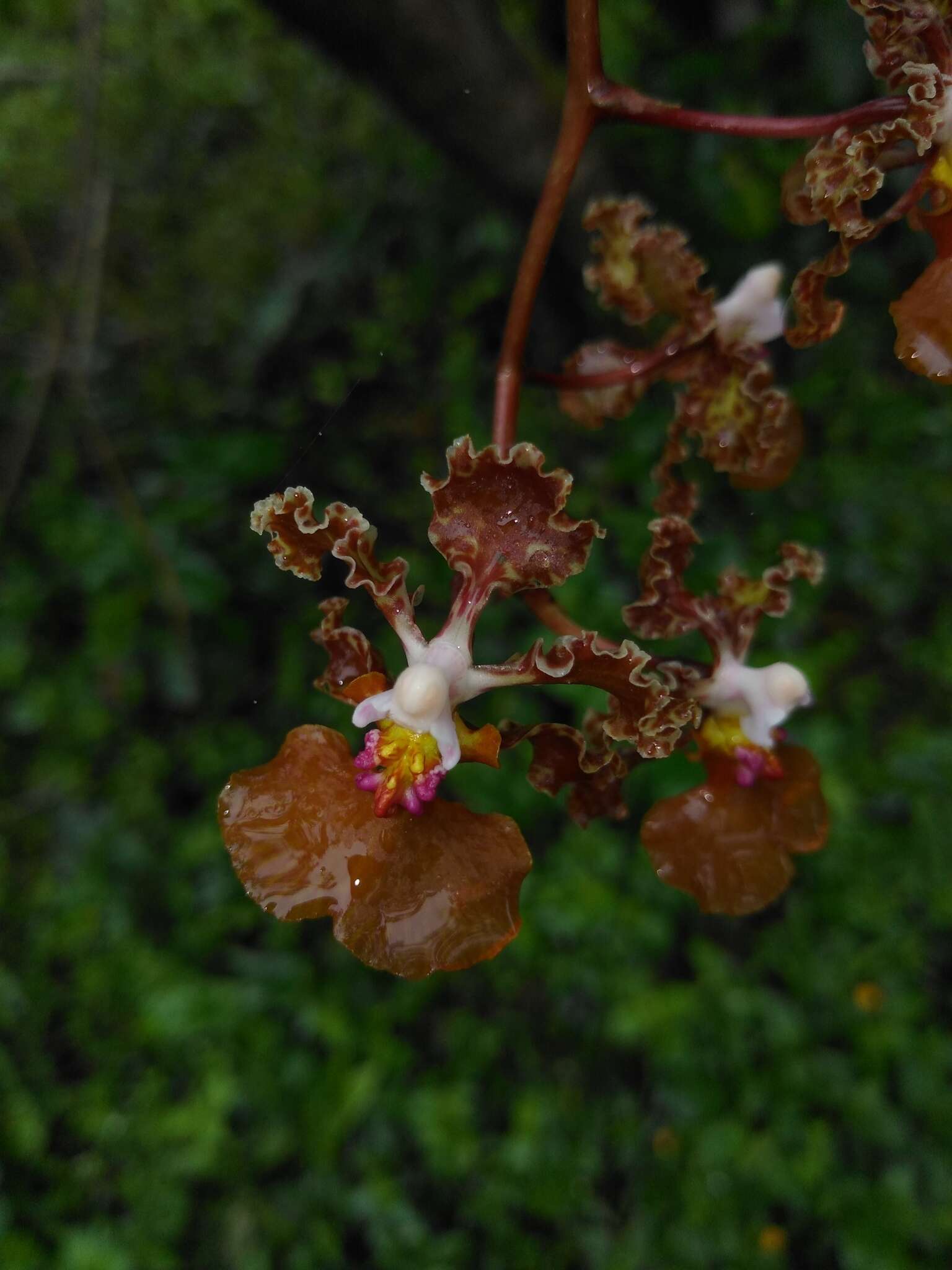 Image of Trichocentrum luridum (Lindl.) M. W. Chase & N. H. Williams