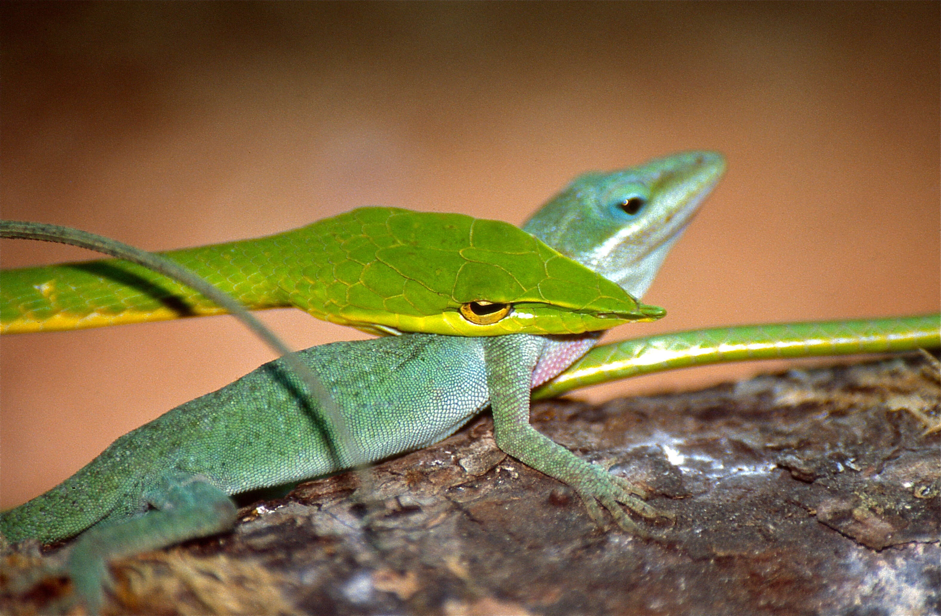 Image of Asian Vine Snake