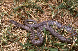 Image of Southern Smooth Snake