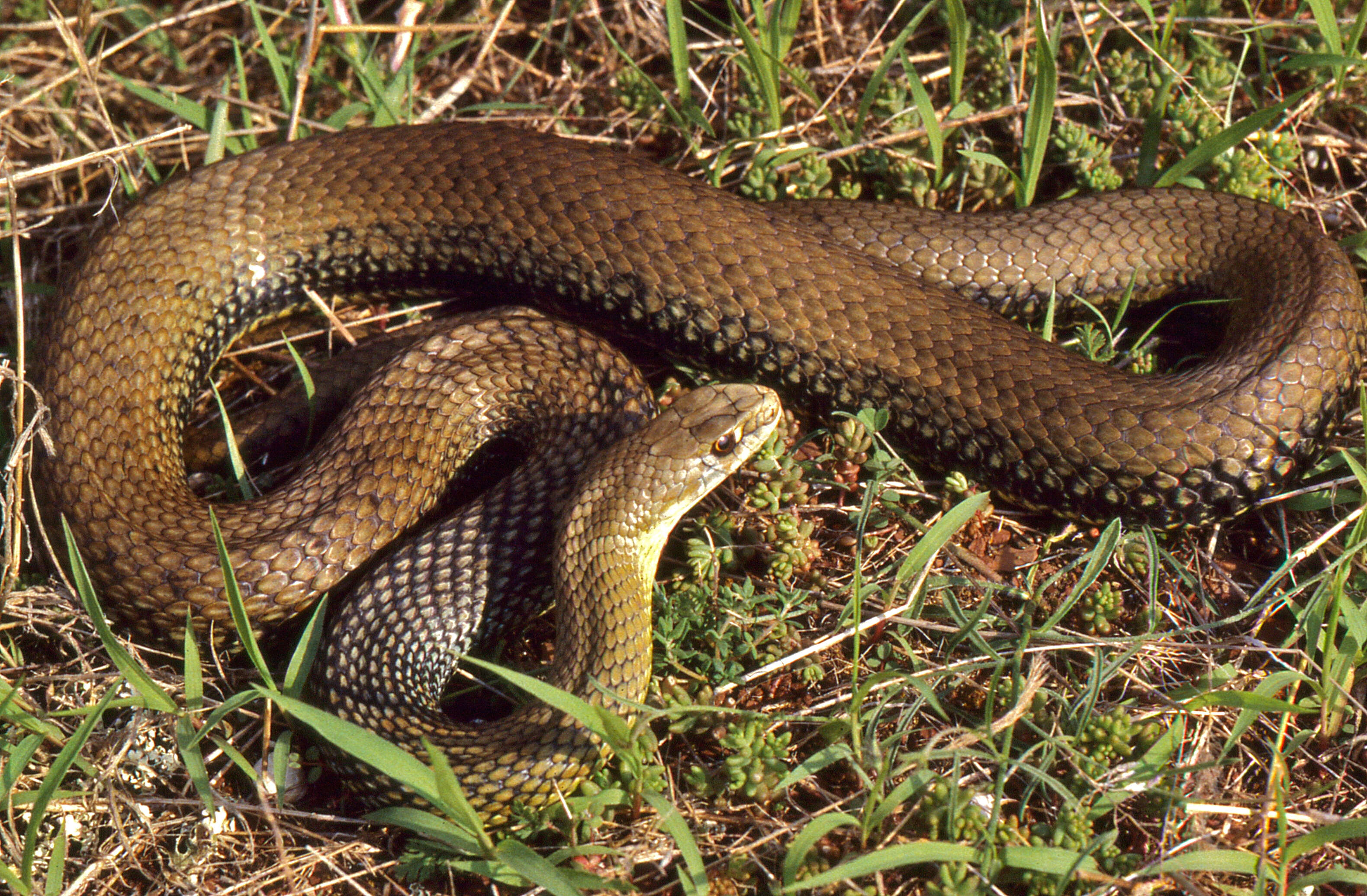 Image of Montpellier Snake