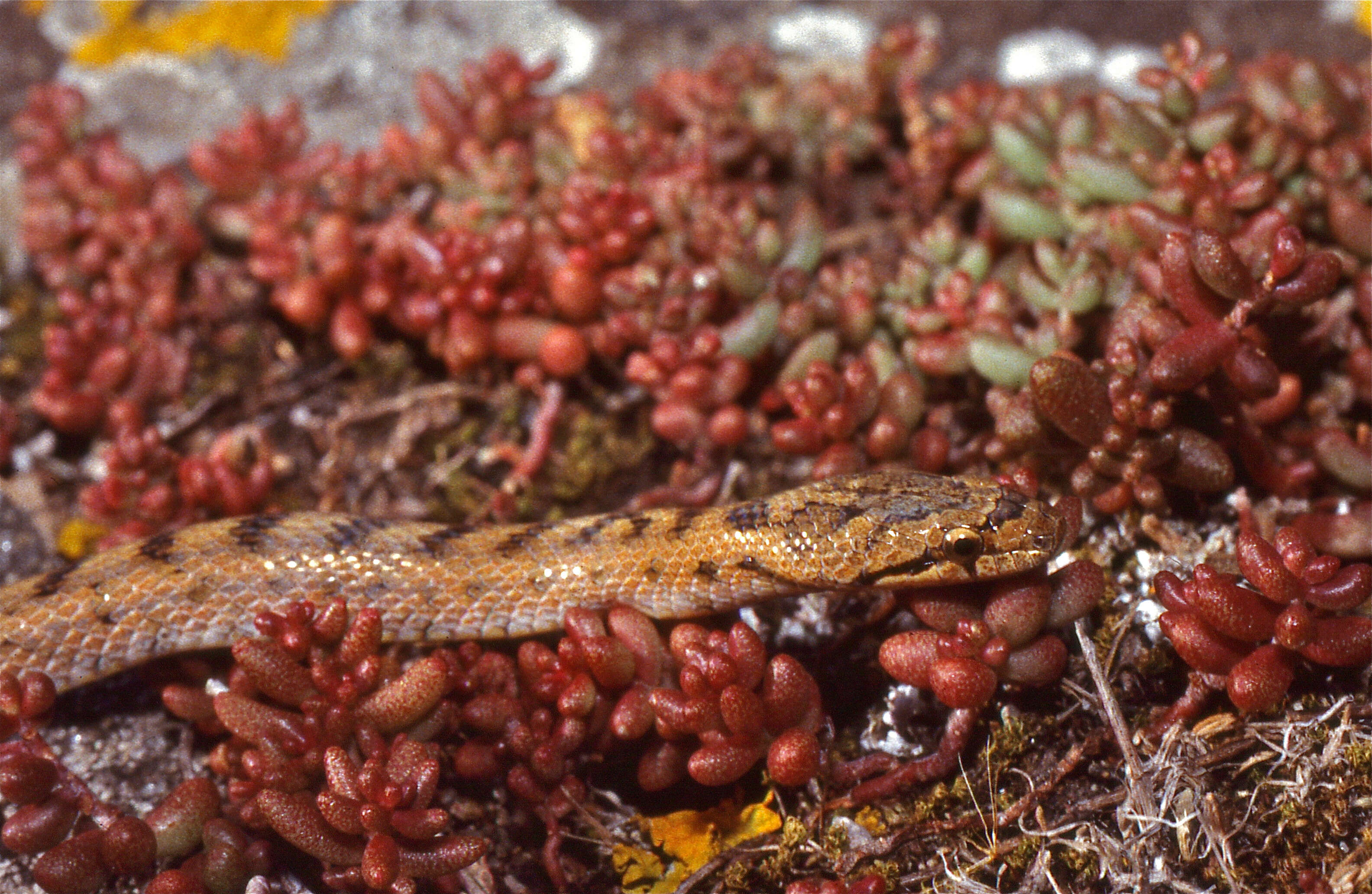 Image of Southern Smooth Snake