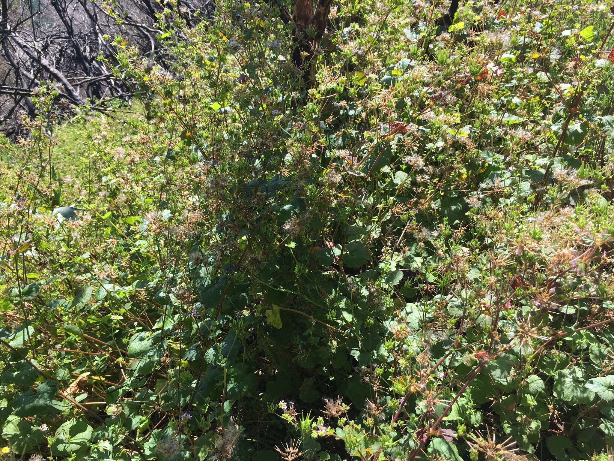 Image of scentless geranium