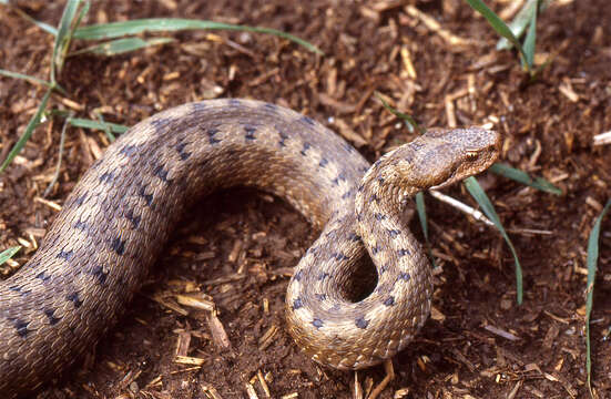 Imagem de Vipera aspis zinnikeri Kramer 1958