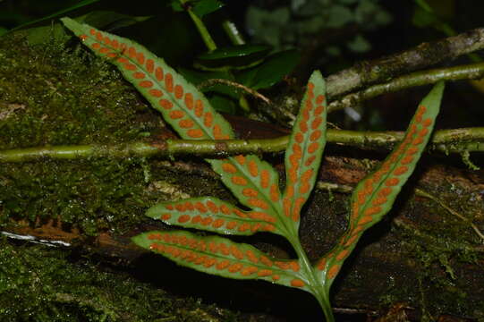 Synammia feuillei (Bert.) Copel.的圖片