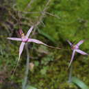 Caladenia rosella G. W. Carr resmi