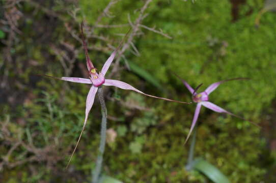 Image of Rosella spider orchid