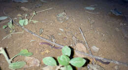 Image of White-headed Blind Snake