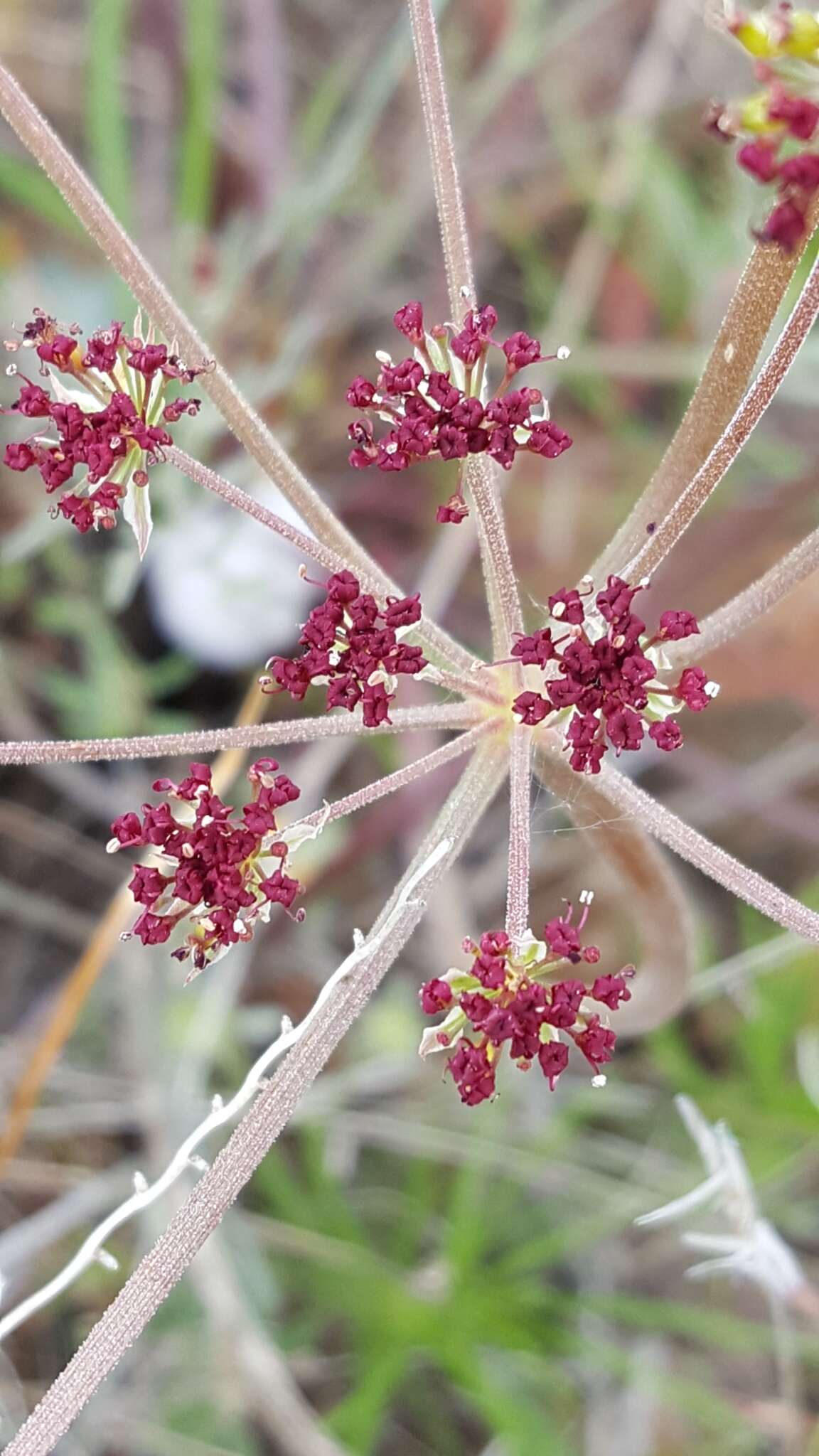 Image of butte desertparsley