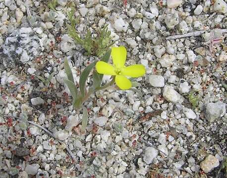 Image of Camissoniopsis pallida (Abrams) W. L. Wagner & Hoch