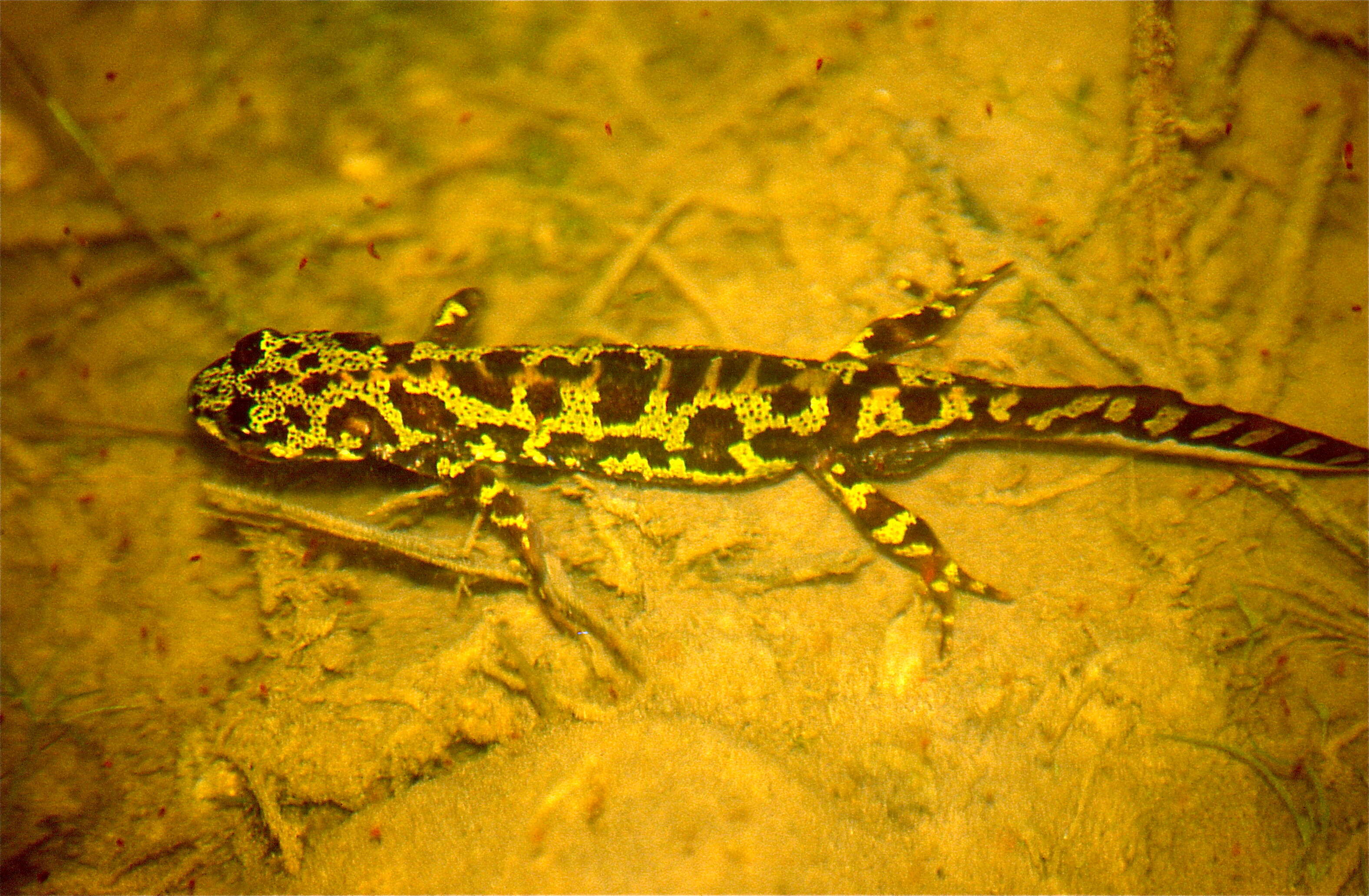 Triturus marmoratus (Latreille 1800) resmi