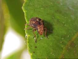 Image of Coffee Bean Weevil