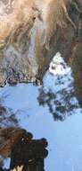 Image of Northern Flinders Ranges froglet