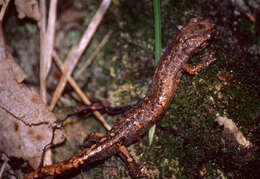 Image of North-west Italian cave salamander