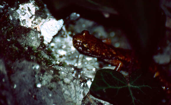 Image of North-west Italian cave salamander