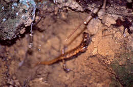 Image of North-west Italian cave salamander