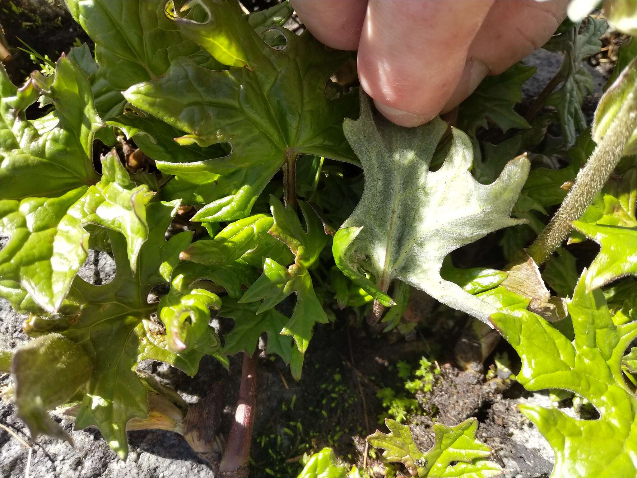 Image of arctic sweet coltsfoot