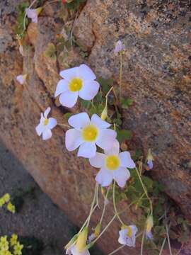 Image of Oxalis obtusa Jacq.