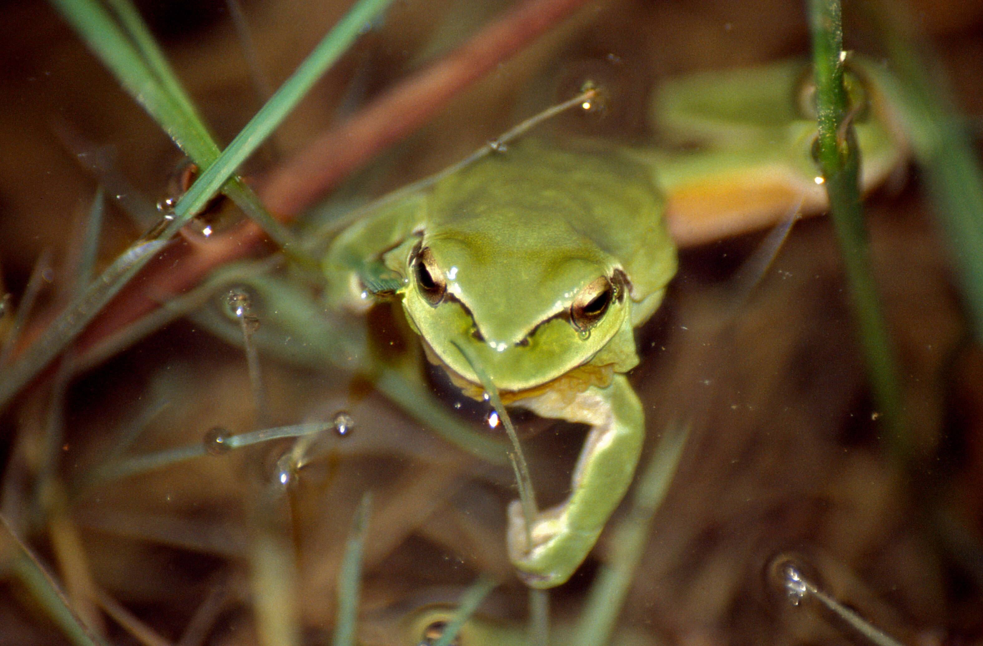 Image of Mediterranean Tree Frog