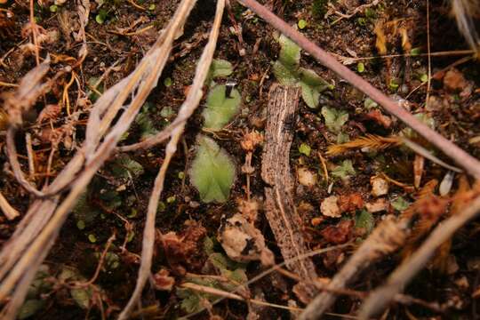 Image of Riccia cartilaginosa Steph.