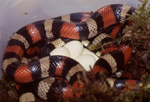 Image of Lampropeltis triangulum nelsoni