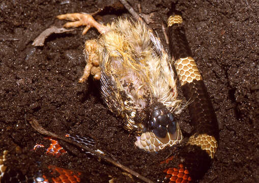 Image of Lampropeltis triangulum nelsoni