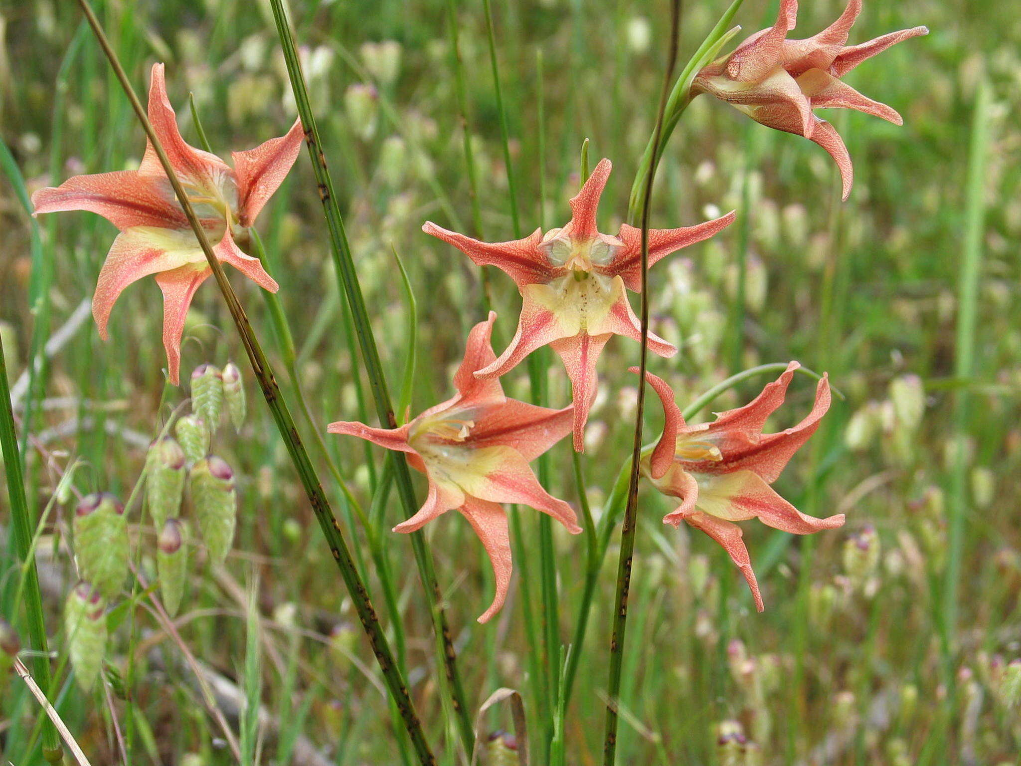 Gladiolus liliaceus Houtt. resmi