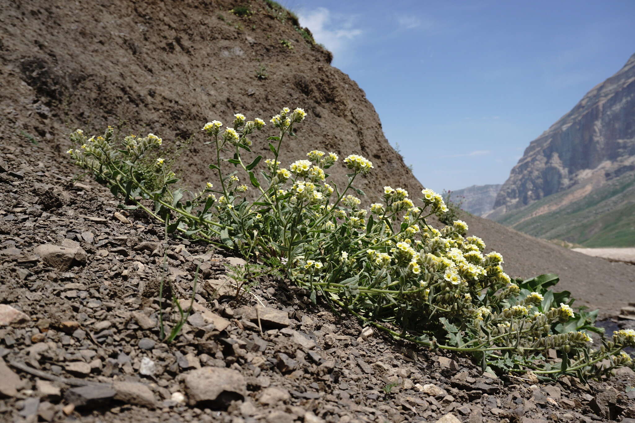 Image of Nonea alpestris (Stev.) G. Don fil.