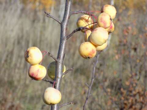 Image of plumleaf crab apple