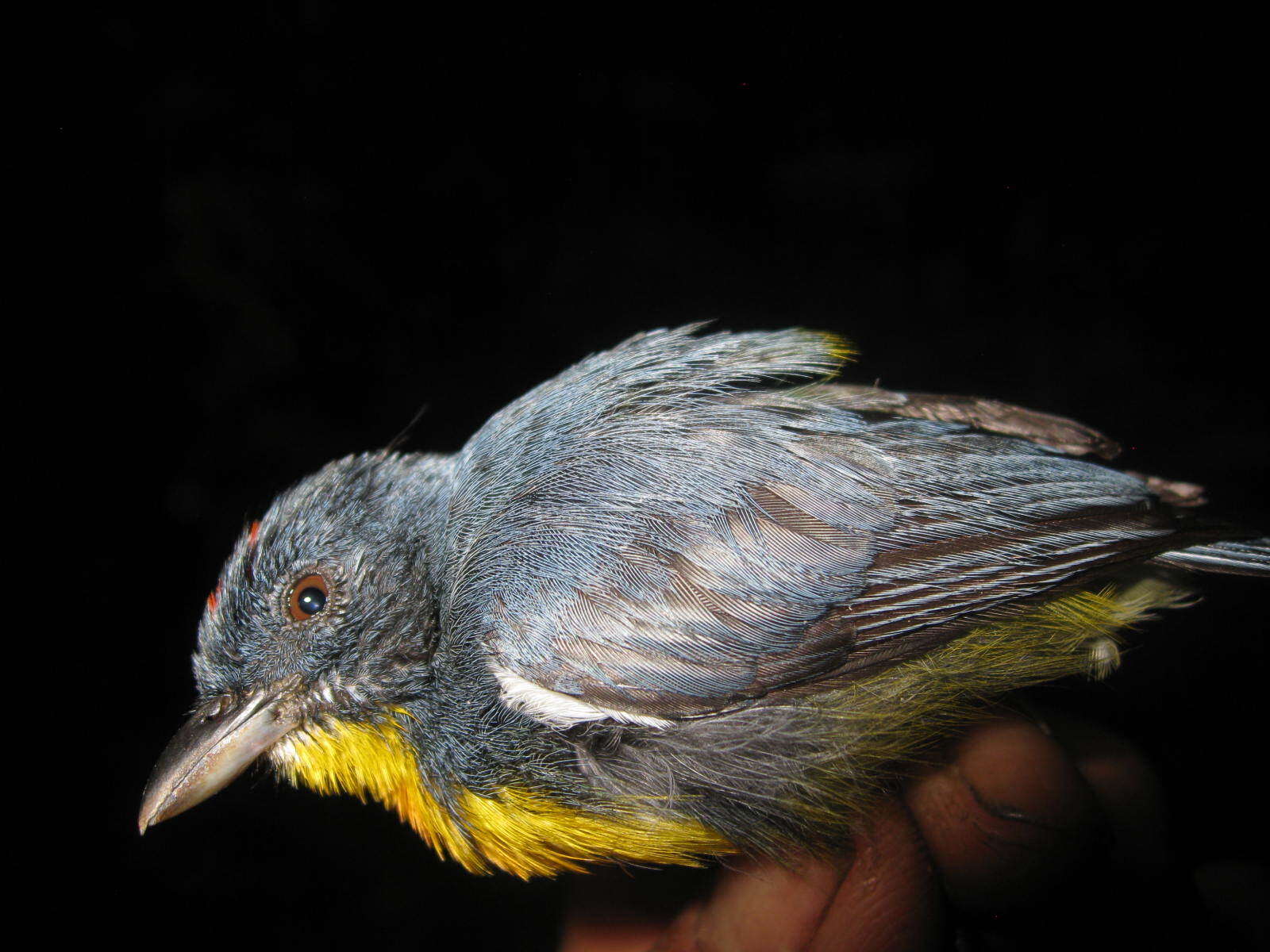 Image of Yellow-rumped Flowerpecker