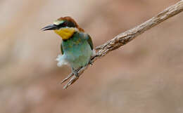 Image of bee-eater, european bee-eater