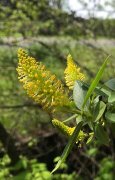 Image of Salix lasiandra var. lasiandra