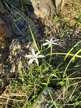 Image de Narcissus serotinus L.