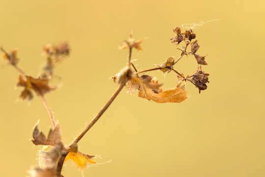 Image of Alchemilla breviloba H. Lindb.