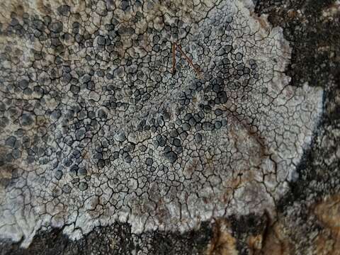 Image of lecidea lichen