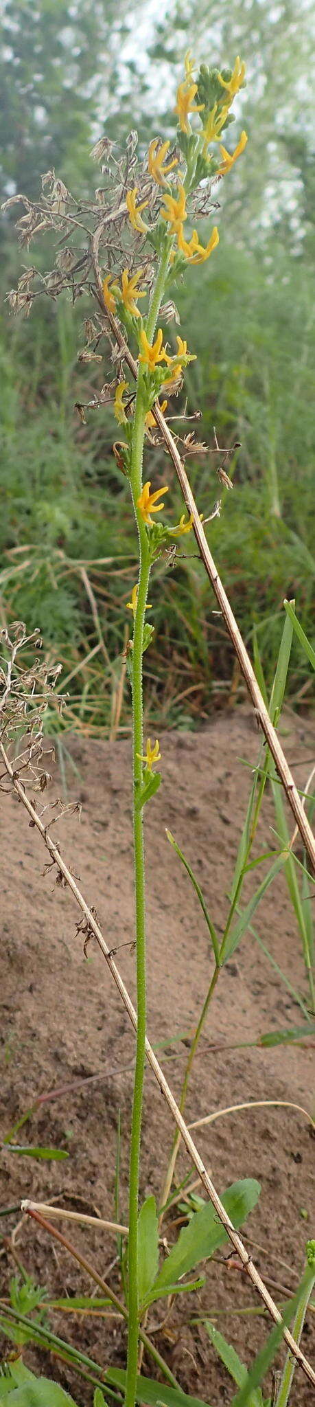 Image of Manulea cheiranthus (L.) L.