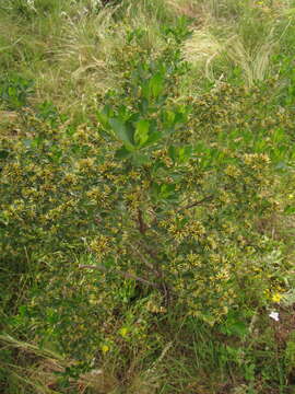 Imagem de Baccharis tridentata Vahl