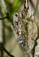 Image of Cicada orni Linnaeus 1758