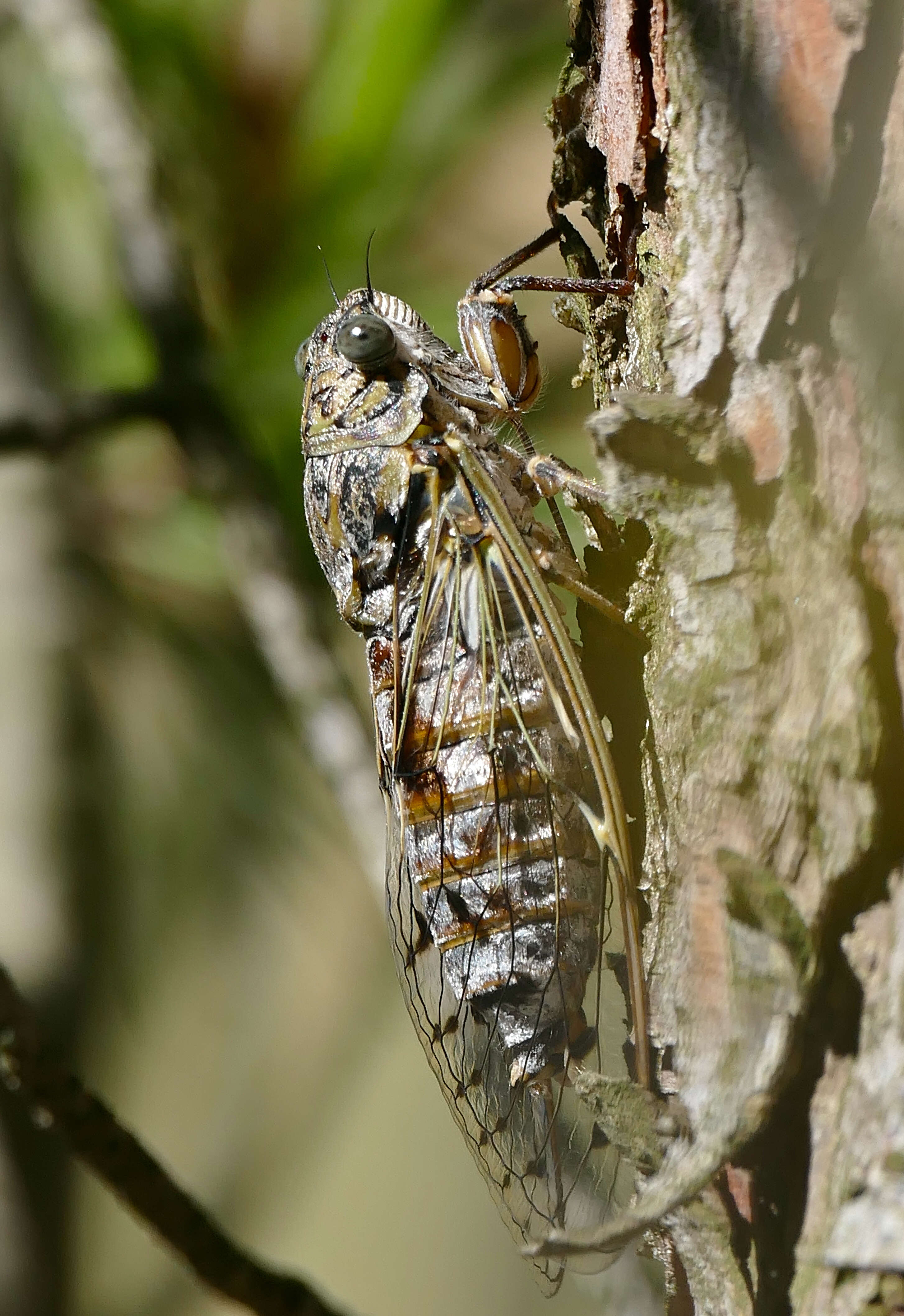 Image of Cicada orni Linnaeus 1758