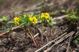 Image of Gymnospermium altaicum (Pallas) Spach