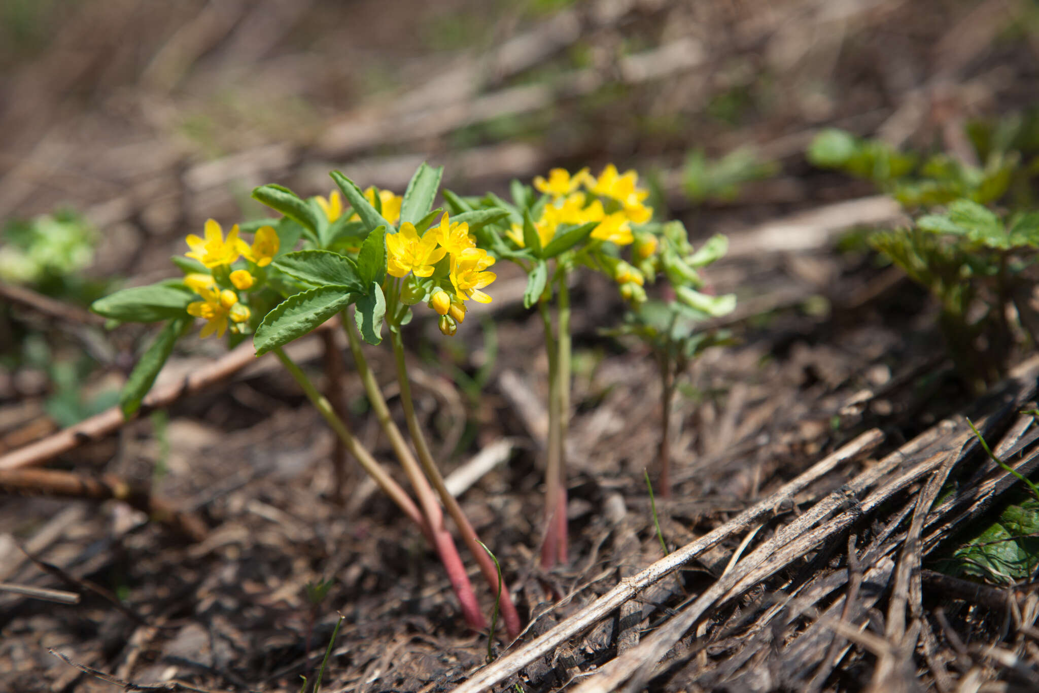 Image of Gymnospermium altaicum (Pallas) Spach