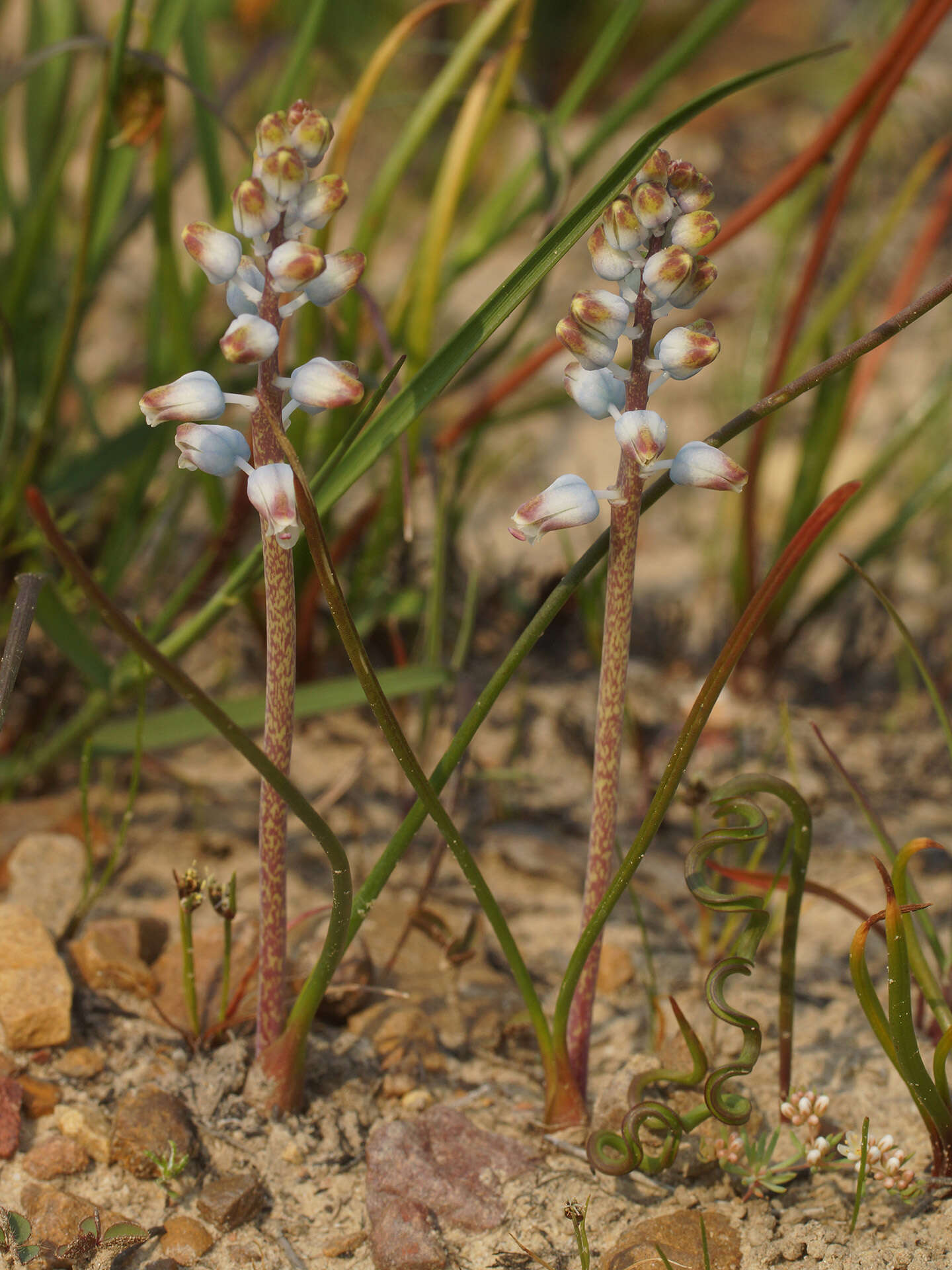 Image of Lachenalia juncifolia Baker