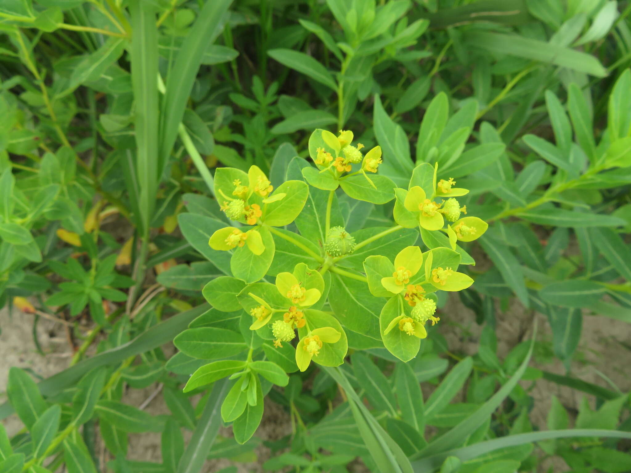 Image of Euphorbia adenochlora C. Morren & Decne.