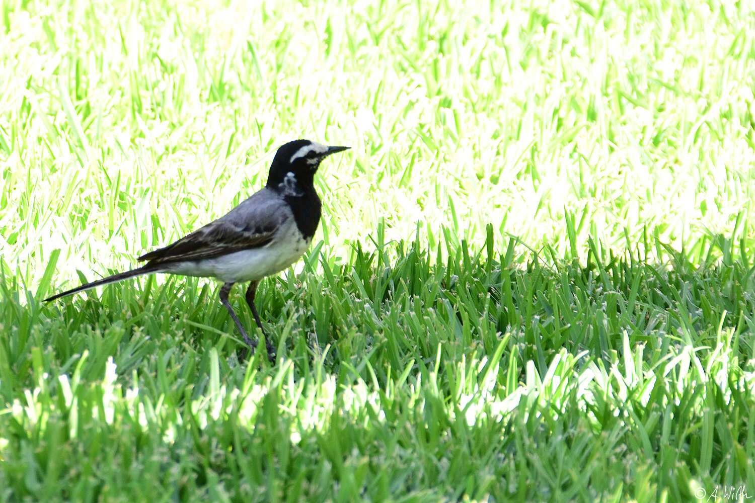 Image of Motacilla alba subpersonata Meade-Waldo 1901