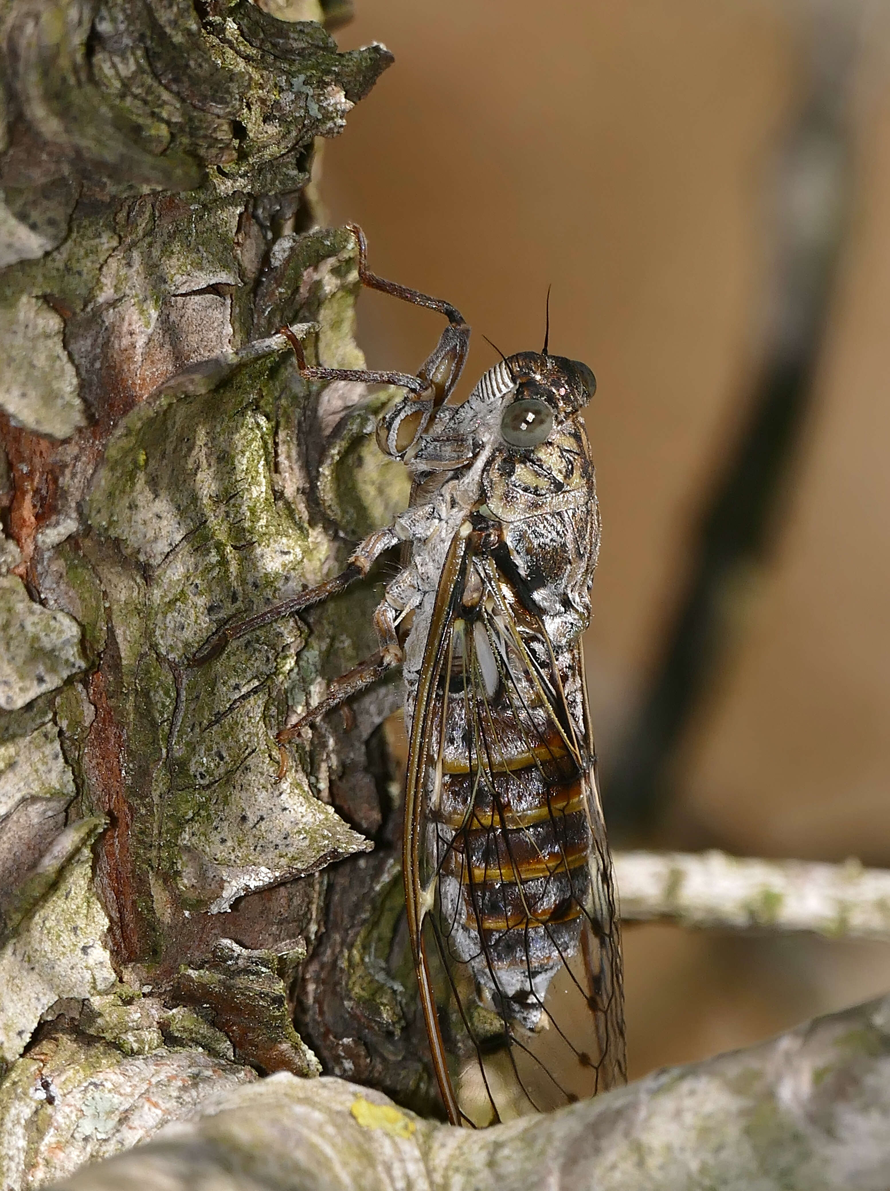 Image of Cicada orni Linnaeus 1758