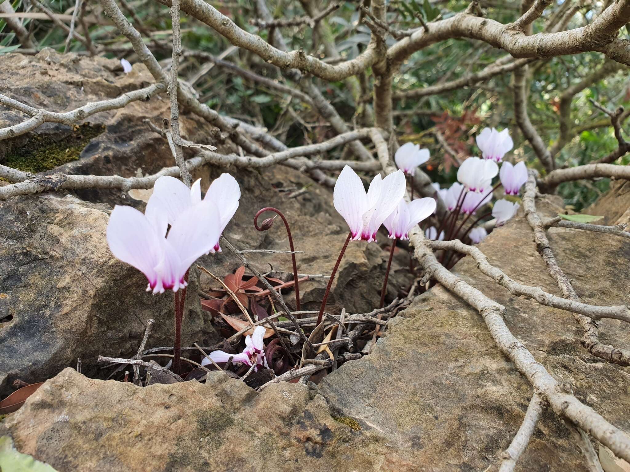 Image of Cyclamen hederifolium subsp. africanum (Boiss. & Reut.) Ietsw.